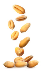 Obraz premium Many wheat grains falling against white background