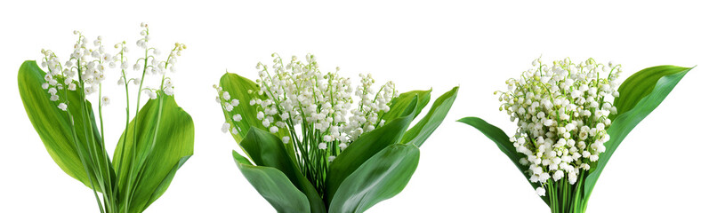 Fototapeta premium Lily of the valley flowers isolated on white, set