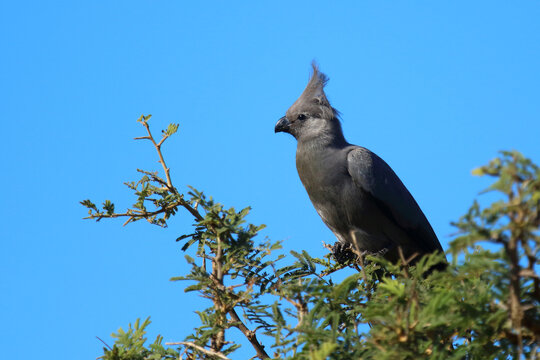 Graul&auml;rmvogel / Grey lourie or Grey go-away-bird / Crinifer concolor