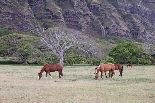 grazing horses