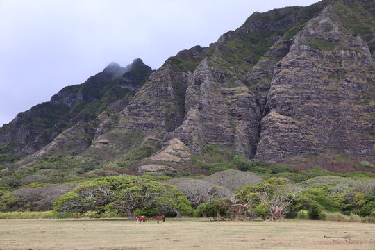 horses in Hawaii