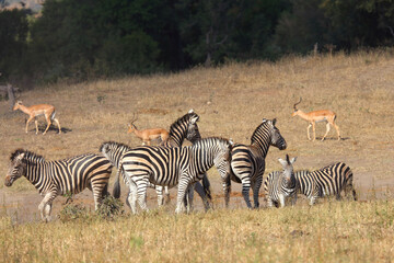 Obraz premium Steppenzebra / Burchell's zebra / Equus quagga burchellii