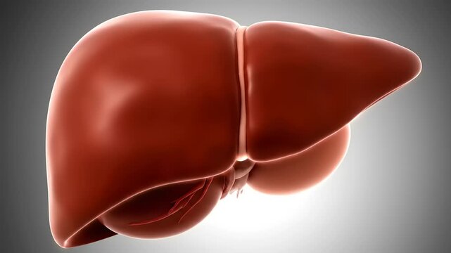 The human liver is prominently displayed in a close-up detailed illustration.