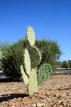 Nopalito opuntia also known as Prickly pear cactus stands among rocks and drought-tolerant shrubs with its spined pads glowing against clear Phoenix sky, showcasing resilient xeriscape desert vegetati