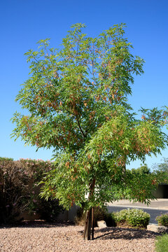 Full of dry brown seed pods thornless Honey Locust, Gleditsia triacanthos var inermis, along with drought-tolerant shrubs in desert-style xeriscaping, Phoenix, Arizona late spring morning