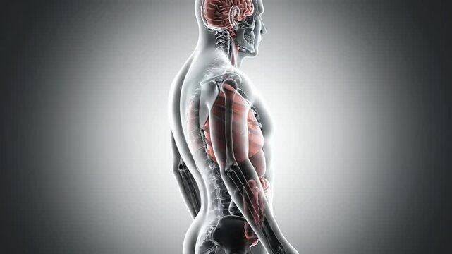 Human body with visible muscles and skeleton in profile view standing