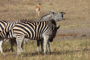 Obraz premium Steppenzebra / Burchell's zebra / Equus quagga burchellii