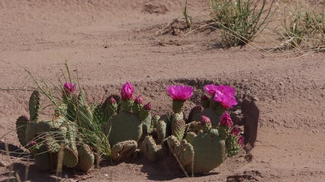 An ant crosses the desert floor near a blooming beavertail cactus in the desert at Goblin Valley in Utah