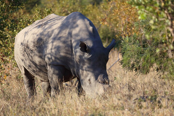 Fototapeta premium Breitmaulnashorn / Square-lipped rhinoceros / Ceratotherium simum