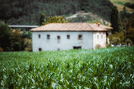 Fresh green crop field in sharp foreground with softly blurred white farmhouse and wooded hills behind, evoking quiet agriculture, countryside and summer travel