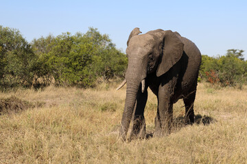 Fototapeta premium Afrikanischer Elefant / African elephant / Loxodonta africana
