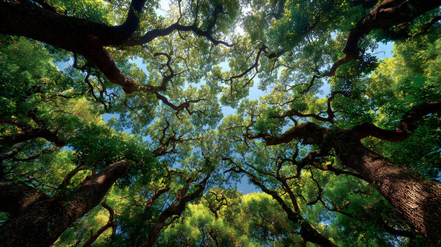 Serene nature background featuring a vibrant green forest canopy with bright sky showing through, digital art landscape