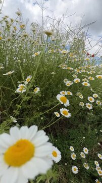Idyllic spring scene with blooming chamomile and bright blue sky