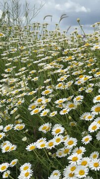 Portrait Close-up of Many Chamomile Flower Heads