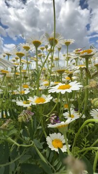Low angle view of a chamomile field under a dramatic cloudy sky