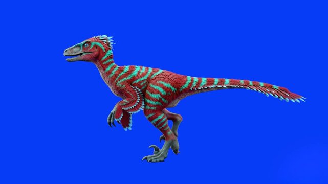 A striped red and green velociraptor dinosaur runs dynamically across a solid blue backdrop. This pre-keyed prehistoric predator asset is perfect for chroma key compositing in creative films, animatio