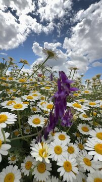 Vibrant wild flowers blooming in a sunny spring field