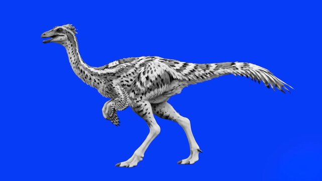 A realistic 3D animated raptor dinosaur featuring black and white zebra-like stripes dashes across a solid blue background. The high-quality prehistoric creature asset is isolated for seamless keying 