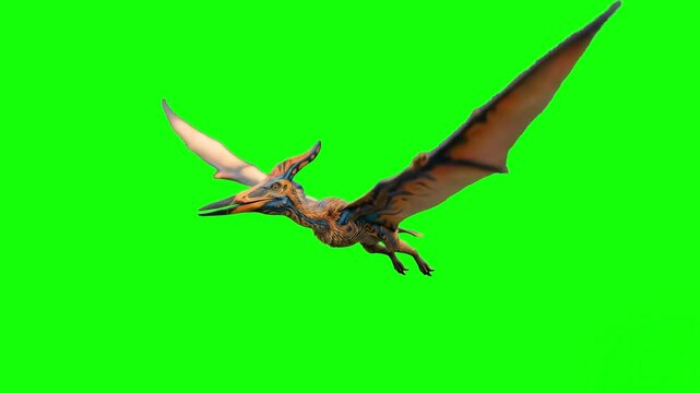 A side view of a prehistoric pterodactyl or pteranodon flying forward in a continuous motion loop. The detailed 3D creature animation is optimized for cinematic compositing and video production via gr