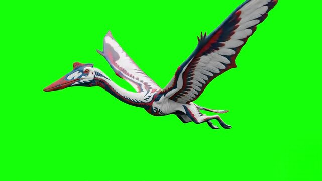 A massive prehistoric Quetzalcoatlus pterosaur gliding and flying forward. This 3D animated reptile creature asset is isolated on a chroma key background for seamless video editing and historical docu