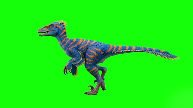 A prehistoric feathered raptor dinosaur with distinctive blue and orange stripes walking forward in a seamless loop. The detailed 3D animation is perfectly isolated on a green screen for cinematic edi