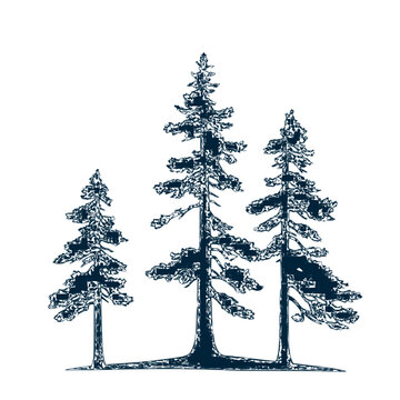 Minimalist black and white silhouette of tall evergreen trees in winter vector illustration