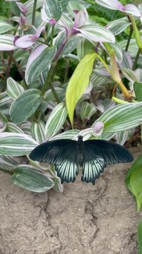 A black Great Mormon butterfly (Papilio memnon) resting with open wings on striped Tradescantia fluminensis leaves. A trending indoor houseplant. Wellness, anti-stress, meditation, and eco-friendly