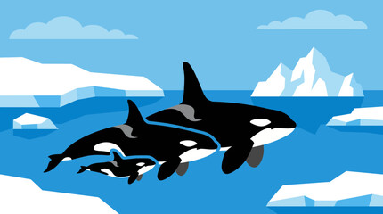 Orca Killer Whale Family Pod in Arctic Ocean © Bima