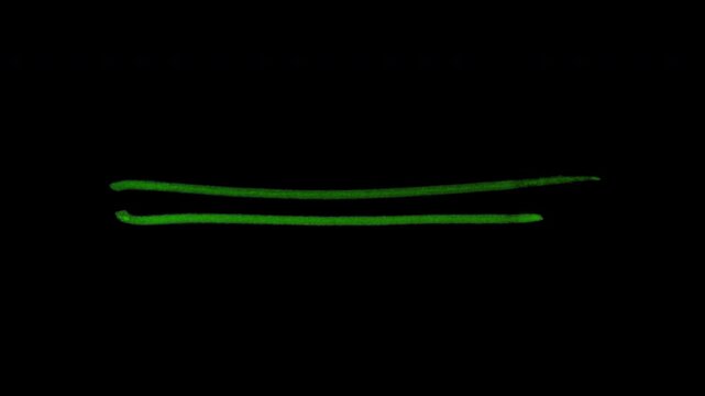 Twin marker line sweep with alpha channel for dual underlines, text decoration, title support, tutorials, and clean explainer graphics.