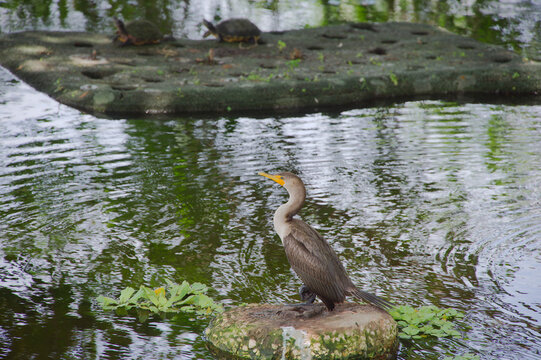 Cormorant Perched on Pond Rock With Turtles and Rippling Water Reflections in Lush Wetland  At Crescent Lake in St. Petersburg, FL by rippling water reflections and green wetland vegetation that sugge