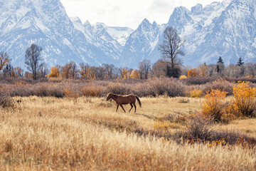 Naklejka premium Horse in Autumn Field with Mountain Background