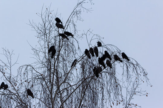 A flock of spooky black crows perched on bare branches of a leafless birch tree against a gloomy, overcast winter sky