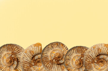 Ammonite fossils border at bottom with copy space for educational content related to paleontology,geology,fossils and prehistoric marine life in textbooks, museum displays,scientific and visuals. © Yuliya