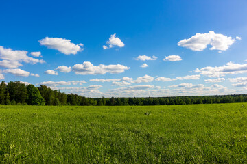 Obraz premium Vibrant green meadow stretches towards the distant forest line under a vast clear blue sky with fluffy white clouds on a sunny day during the golden summer season