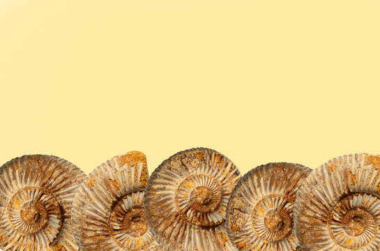 Ammonite fossils border at bottom with copy space for educational content related to paleontology,geology,fossils and prehistoric marine life in textbooks, museum displays,scientific and visuals.