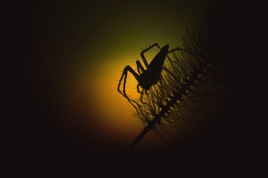 spider on the web