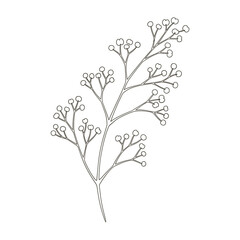 Fototapeta premium Minimalist White Gypsophila Flower Head Sketch