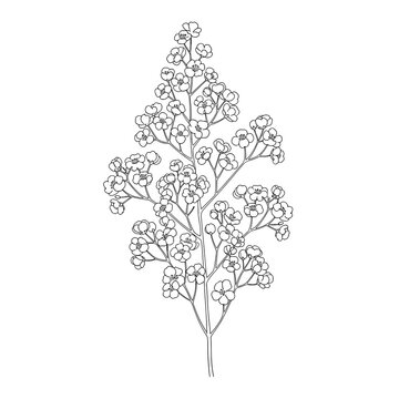Detailed Line Art of Gypsophila Baby's Breath Bush