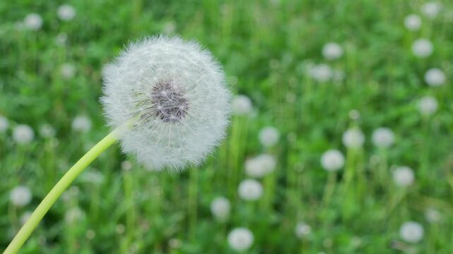 Soft dandelion head sways gently in breeze. Green grass and white fluff form dreamy background. Wind lifts fluff as head begins to disperse. Nature's quiet beauty captured in three moments
