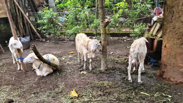 Rural Livestock Preparation: Sheep Tied to Trees Waiting for Eid al-Adha Qurban Sacrifice in Traditional Village.