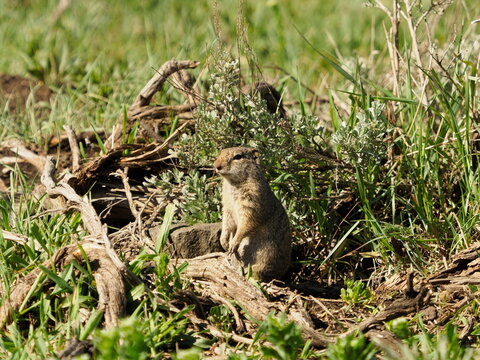 Uinta ground squirrel in Yellowstone