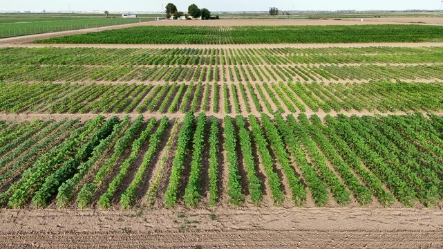 Agricultural drone flying over rows of crops growing in Seville