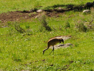 Obraz premium Sandhill cranes with colt 
