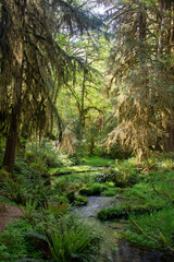 Fototapeta premium stream in the forest