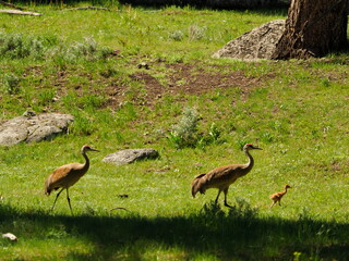 Obraz premium Sandhill cranes with colt 
