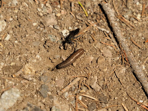 Parasitoid wasp with caterpillar