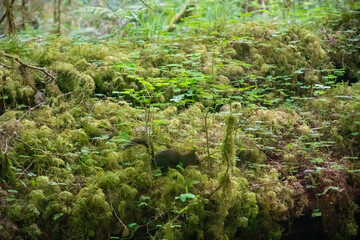 Fototapeta premium Squirrel in foliage