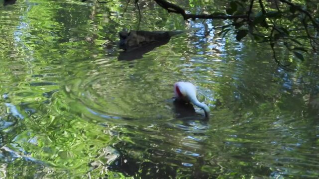 A beautiful Rosetta Spoonbill searching for food in the Corkscrew Audubon Wildlife Refuge in Florida.