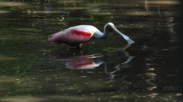 A cool looking Rosetta Spoonbill searching for food in the Corkscrew Audubon Wildlife Refuge in Florida.