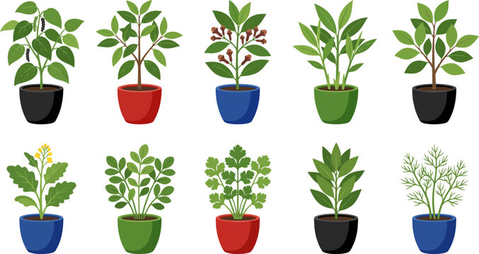 Collection of potted plants with different leaves and colorful pots